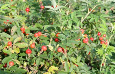 Yaban gülü dallarında meyveler.