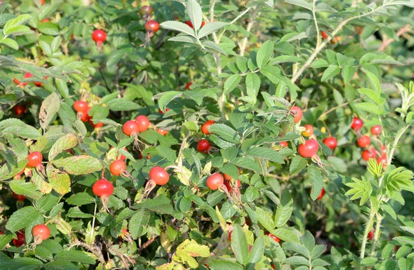 Yaban gülü dallarında meyveler.