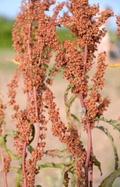 Kuzukulağı at, lat. yabani confertus.