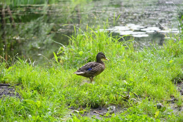 Kachna v trávě. — Stock fotografie