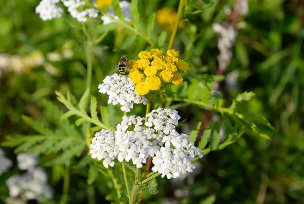 Wrotycz pospolity kwiat i pszczoła zbliżenie. — Zdjęcie stockowe