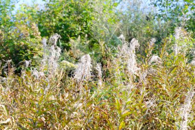 Alan fireweed çiçekli.