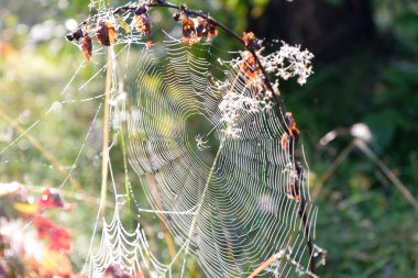 Çiy damlalı örümcek ağı.