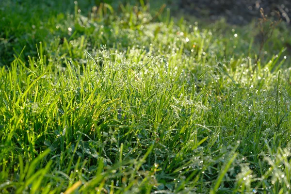 Świeża trawa z kroplami rosy. — Zdjęcie stockowe
