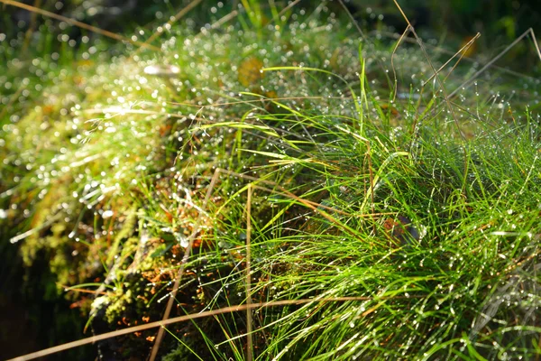 Erba fresca con gocce di rugiada. — Foto Stock