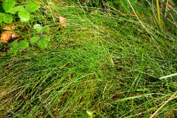 Свежая трава с капельками росы. — стоковое фото
