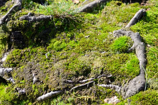 Groen mos in het bos. — Stockfoto