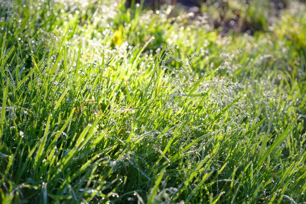 露が落ちる新鮮な草. — ストック写真