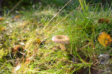 Çiy damlalı taze çimen.