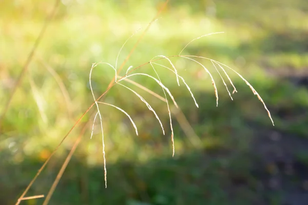 Ramo da grama seca . — Fotografia de Stock