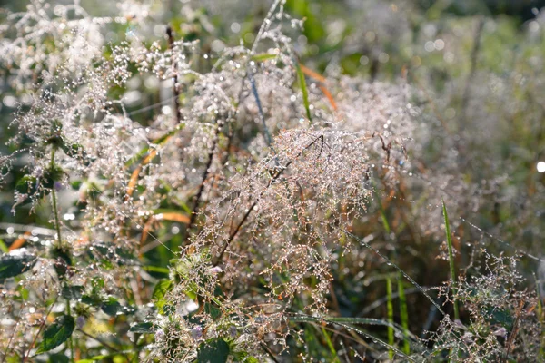 Gras met dauwdruppels. — Stockfoto