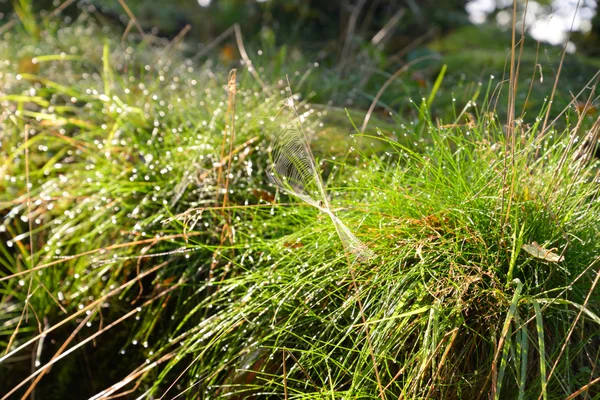 Erba fresca con gocce di rugiada. — Foto Stock