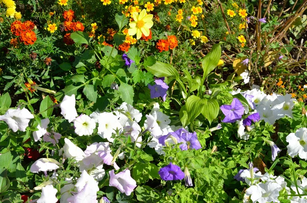 Blomsterrabatt med olika blommor. — Stockfoto