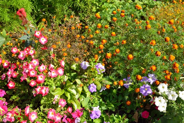 Flowerbed with different flowers.