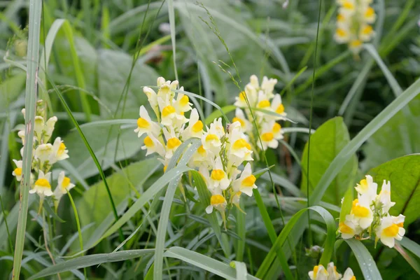 Gemensamma Gulsporre, Lat. Linaria vulgaris. — Stockfoto