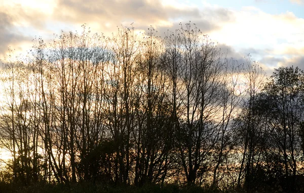 Sonnenuntergang über dem Wald. — Stockfoto