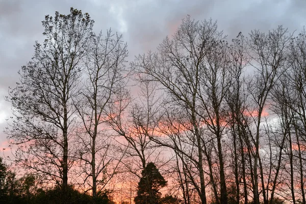 Silhouette eines Baumes gegen den Sonnenuntergang. — Stockfoto