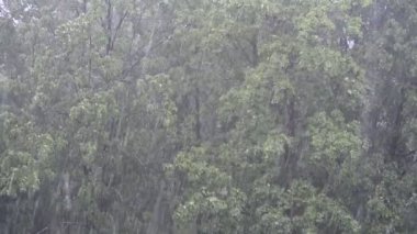 Dolu dolu yağan yağmurun bir yaz günü videosu.