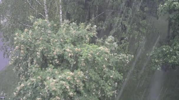 Video Van Regen Met Hagel Ijs Een Zomerdag — Stockvideo