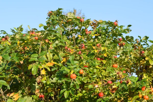 Fruits Sur Branches Roses Sauvages — Photo