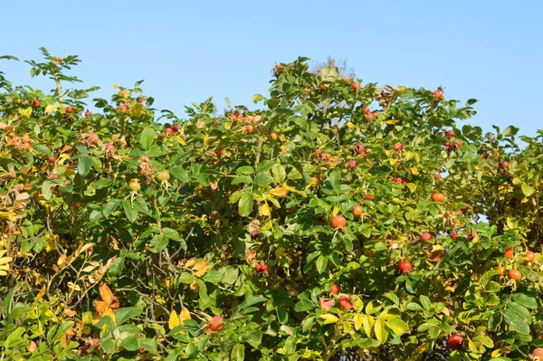 Fruits Sur Branches Roses Sauvages — Photo