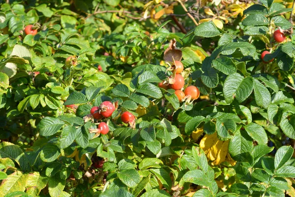 Fruits Sur Branches Roses Sauvages — Photo