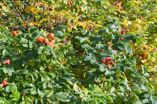 Frutti Sui Rami Rosa Selvatica Nella Giornata Sole — Foto Stock