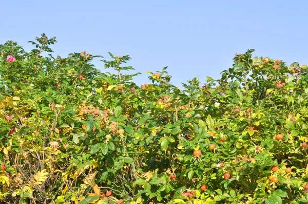 艳阳天野玫瑰枝头上的果子 — 图库照片
