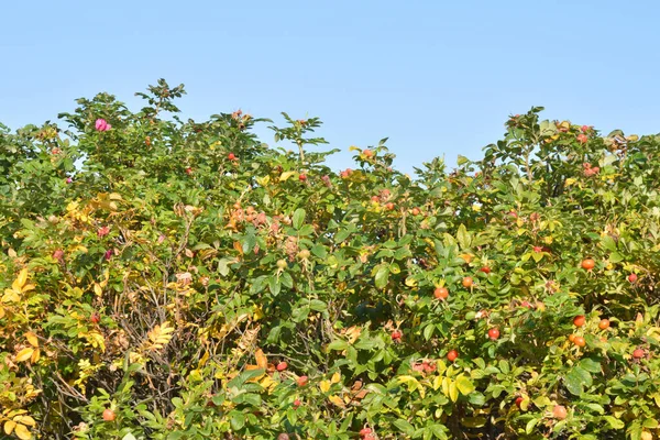 Fruits Sur Des Branches Roses Sauvages Soleil — Photo