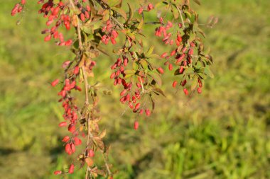Güneşli sonbahar gününde dalda böğürtlen.