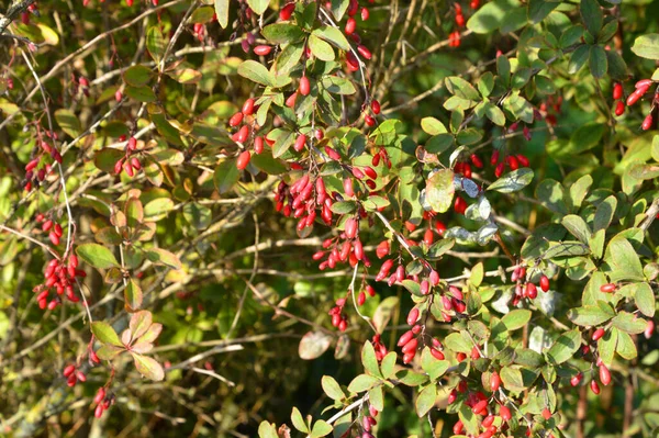 Barberry Berries Branch Sunny Autumn Day — Stock Photo, Image