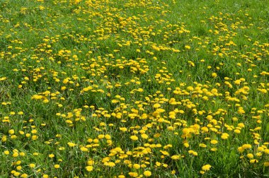 Dandelions güneşli gün yaz, arka plan olarak kullanılabilir.