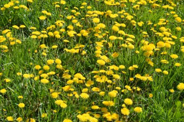 Dandelions güneşli gün yaz, arka plan olarak kullanılabilir.