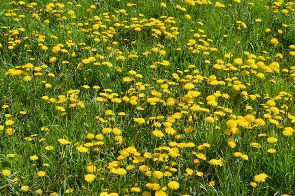 Diente León Verano Día Soleado Puede Utilizar Como Fondo — Foto de Stock