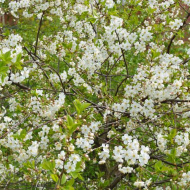 Çiçek açması elma ağacı, arka plan olarak kullanılabilir.