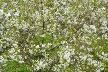 Çiçek açması elma ağacı, arka plan olarak kullanılabilir.