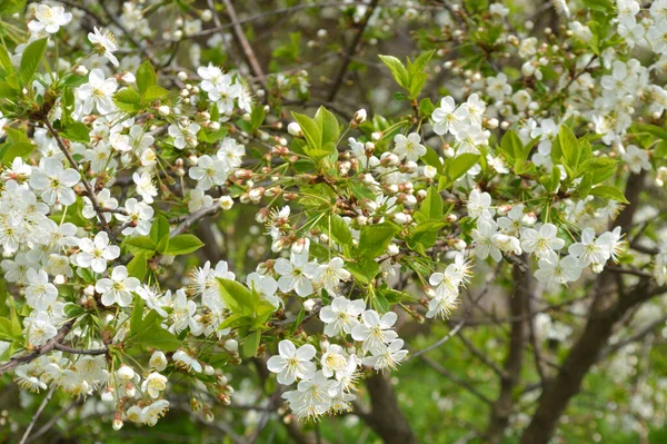 Blossoming Apple Tree Can Used Background — Stock Photo, Image