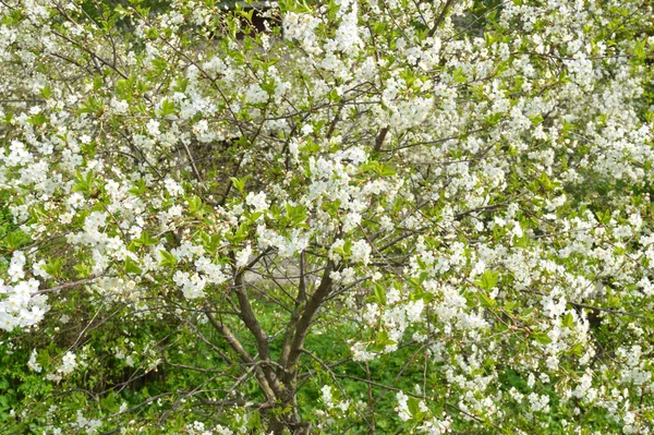 Pommier Fleurs Peut Être Utilisé Comme Fond — Photo