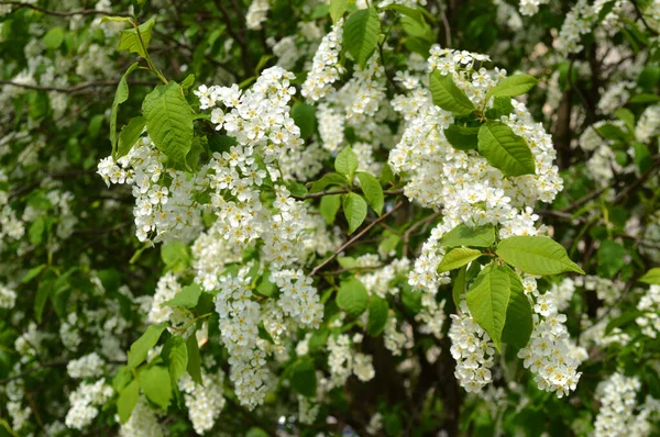 Floreciente Arbusto Blanco Lila Soleado Día Primavera —  Fotos de Stock