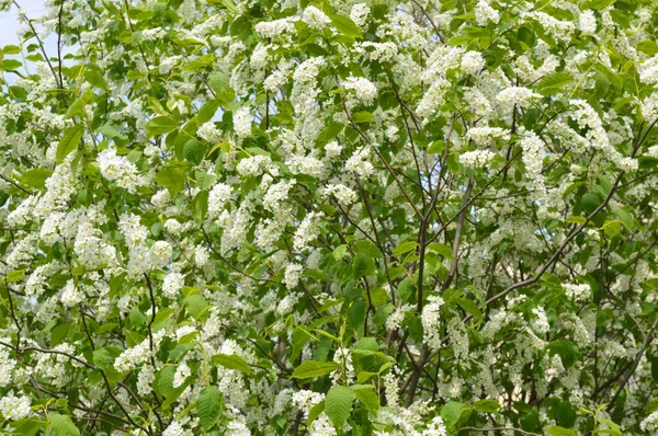 Kwitnący Biały Liliowy Krzew Słoneczny Wiosenny Dzień — Zdjęcie stockowe