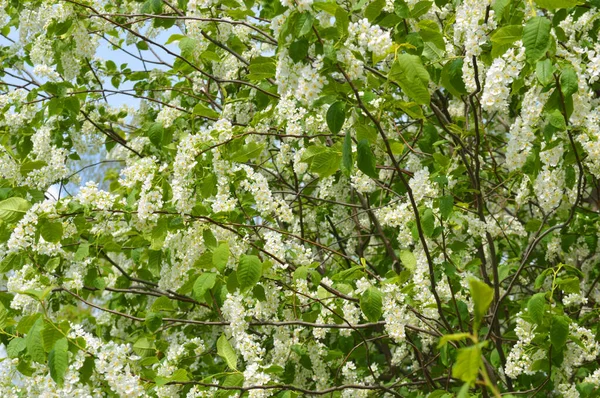 Blooming White Lilac Bush Sunny Spring Day — Stock Photo, Image