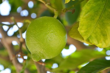 limon ağacı üzerinde