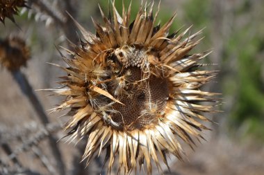 Kuru dikenli çiçek