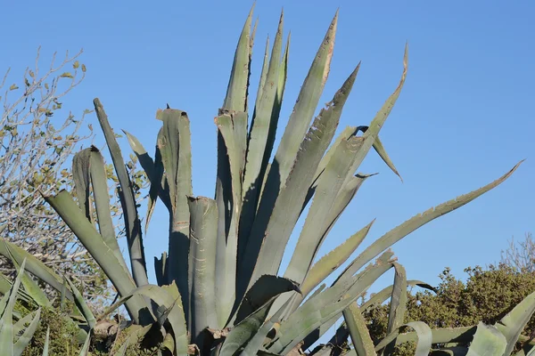 Cactus grande —  Fotos de Stock