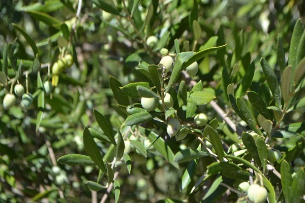 Oliven auf dem Baum — Stockfoto