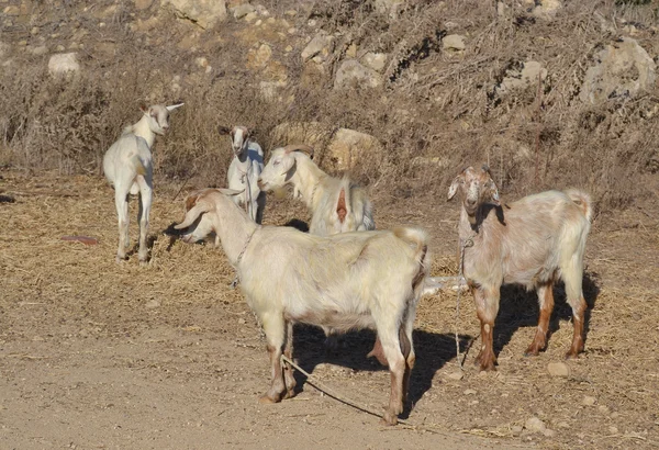 Cabras, Grecia . — Foto de Stock