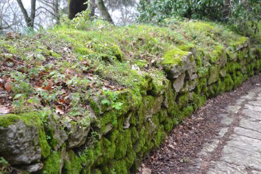 Eski taş çit yosun kaplı
