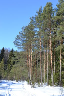 kış, güneşli gün ormanda.