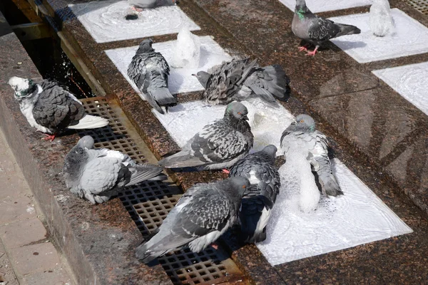 Pigeons bathe in the fountain. — Stock Photo, Image