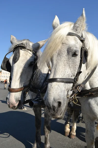 Dois cavalos. . — Fotografia de Stock